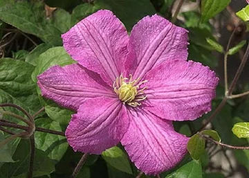Clematis Comtesse de Bouchaud / Klemátisz Iszalag mályvaszínű