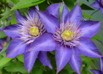 Clematis Multi Blue / Klemátisz Iszalag kék virágú