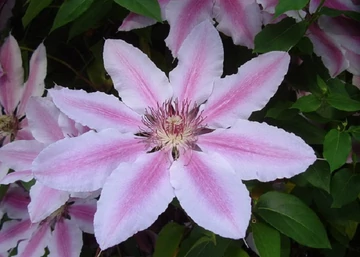 Clematis Nelly Moser / Klemátisz Iszalag rózsaszín tarka virágú