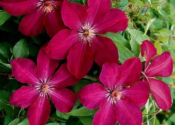 Clematis Rouge Cardinal / Klemátisz Iszalag bíborvörös virágú