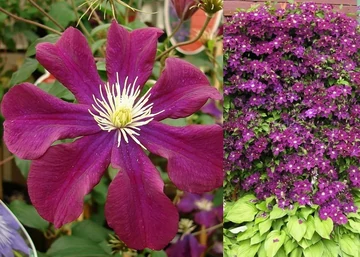 Clematis Warszawska Nike / Klemátisz Iszalag bordó piros virágú