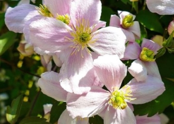 Clematis montana mayleen / Klemátisz Iszalag rózsaszín