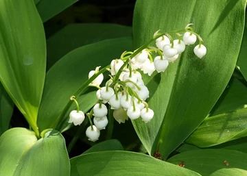 Convallaria majalis / Májusi gyöngyvirág