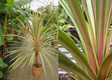 Cordyline australis Peko / Takra levelű déli bunkóliliom