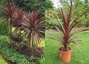 Cordyline australis Red Star / Bordó levelű Déli bunkóliliom