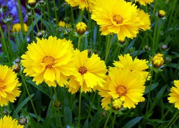 Coreopsis grandiflora / Nagyvirágú menyecskeszem