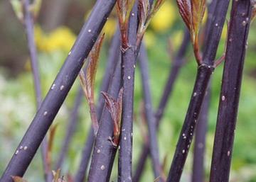 Cornus alba Kesselringii / Feketevesszejű fehér som