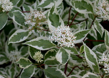 Cornus alba argenteomarginata / Fehértarka levelű som