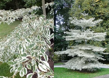 Cornus controversa Variegata / Pagoda som