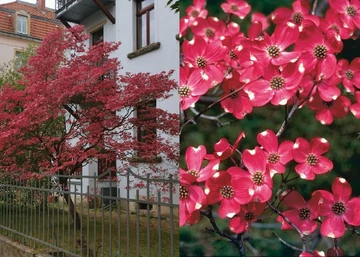 Cornus florida Cherokee Chief / Virágos som
