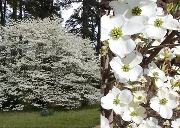 Cornus florida Daybreak / Virágos som