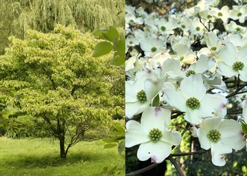 Cornus florida Rainbow / Virágos som