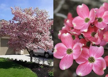 Cornus florida Rubra / Virágos som