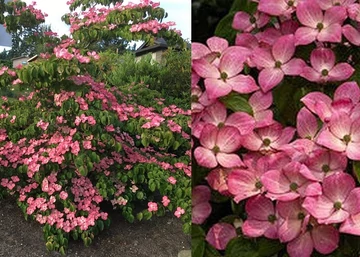 Cornus kousa Satomi / Csillagsom