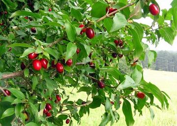 Cornus mas / Húsos som