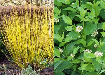 Cornus stolonifera Flaviramea / Sárga vesszejű som