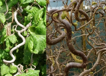 Corylus avellana Contorta / Csavart mogyoró