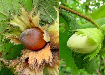 Corylus avellana Cosford / Étkezési mogyoró