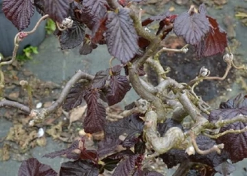 Corylus avellana Red Majestic / Bordó levelű csavart mogyoró