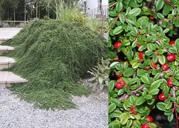 Cotoneaster congestus / Havasi madárbirs