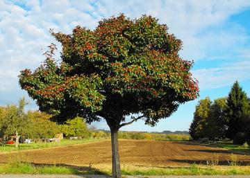 Crataegus lavallei Carrierei / Fényes levelű Galagonya
