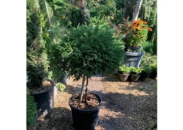 Cryptomeria japonica Little Diamond / Törpe japánciprus