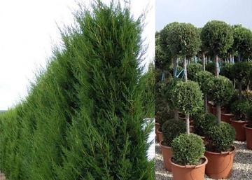 Cupressocyparis leylandii Pyramidalis / Oszlopos leylandi ciprus