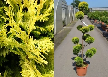 Cupressocyparis leylandii gold rider / Leylandi ciprus sárga
