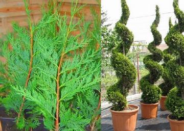 Cupressocyparis leylandii / leylandi ciprus