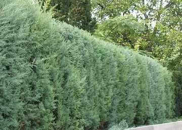 Cupressus arizonica / Arizóna ciprus