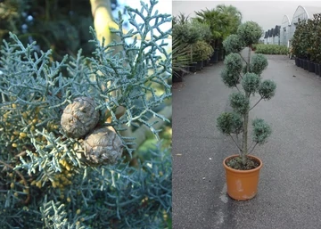 Cupressus arizonica Fastigiata / Arizóna ciprus