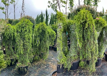 Cupressus macrocarpa 'Aurea Pendula' / Csüngő sárga kaliforniai ciprus