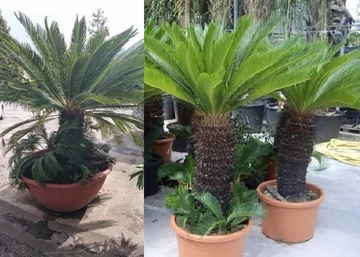 Cycas revoluta / Japán cikász