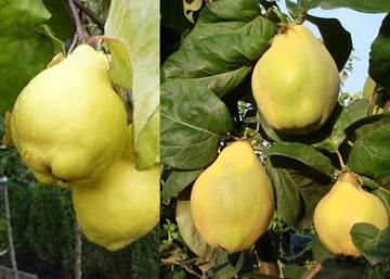 Cydonia oblonga Vranja / Vranja birs