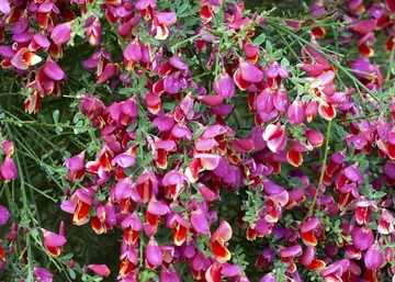 Cytisus scoparius crimson king / Bíborvörös zanót