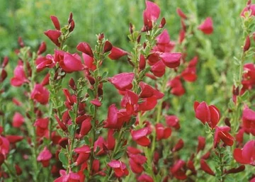 Cytisus scoparius boskoop ruby / Zanót Bordó