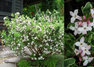 Daphne burkwoodii Variegata / Tarkalevelű boroszlán