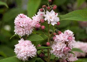 Deutzia x hybrida Pink Pom-Pom / Teltvirágú gyöngyvirágcserje