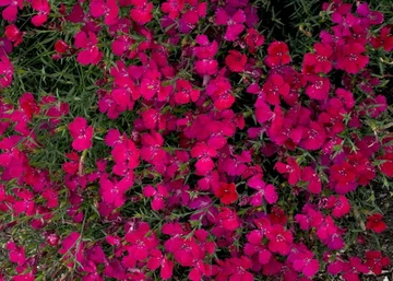 Dianthus deltoides confetti deep red / Mezei szegfű piros