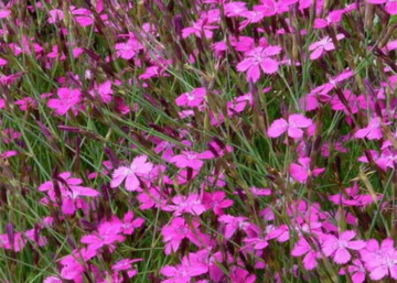 Dianthus deltoides confetti pink / Mezei szegfű rózsaszín