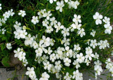 Dianthus deltoides confetti white / Mezei szegfű fehér