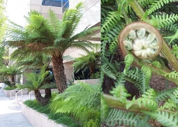 Dicksonia antarctica / Óriás páfrányfa