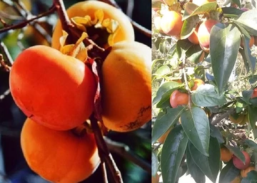 Diospyros Kaki Cioccolatino / Datolyaszilva Cioccolatino