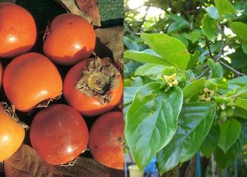 Diospyros Kaki Vaniglia / Datolyaszilva Vaniglia