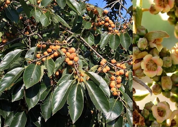 Diospyros lotus / Lótuszszilva, Kínai datolyaszilva