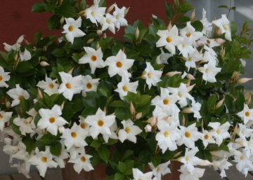 Dipladenia Sundaville / Tölcsérjázmin fehér