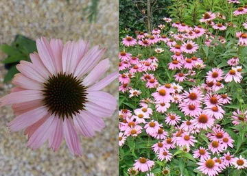 Echinacea purpurea Magnus / Magas kasvirág