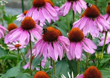 Echinacea purpurea Baby Swan Pink / Törpe Bíbor kasvirág