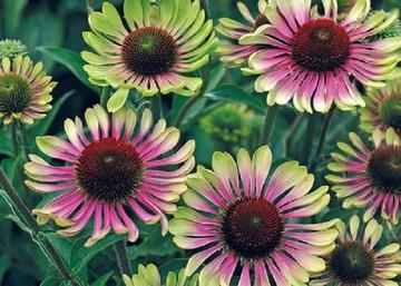 Echinacea purpurea Green Twister / Magas kasvirág