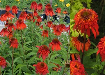 Echinacea purpurea Hot Papaya / Teltvirágú kasvirág